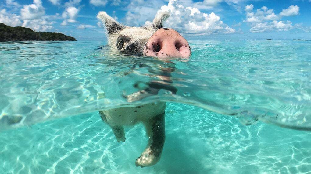 Motor Yacht Loon destinations Wild Swimming pig in the Bahamas