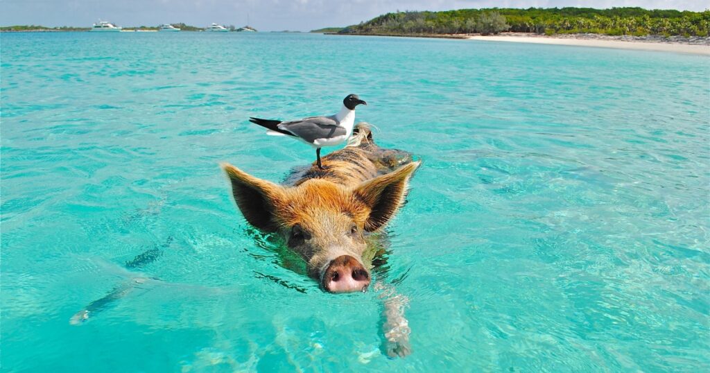 Swimming pig at Big Major Cay in the Bahamas