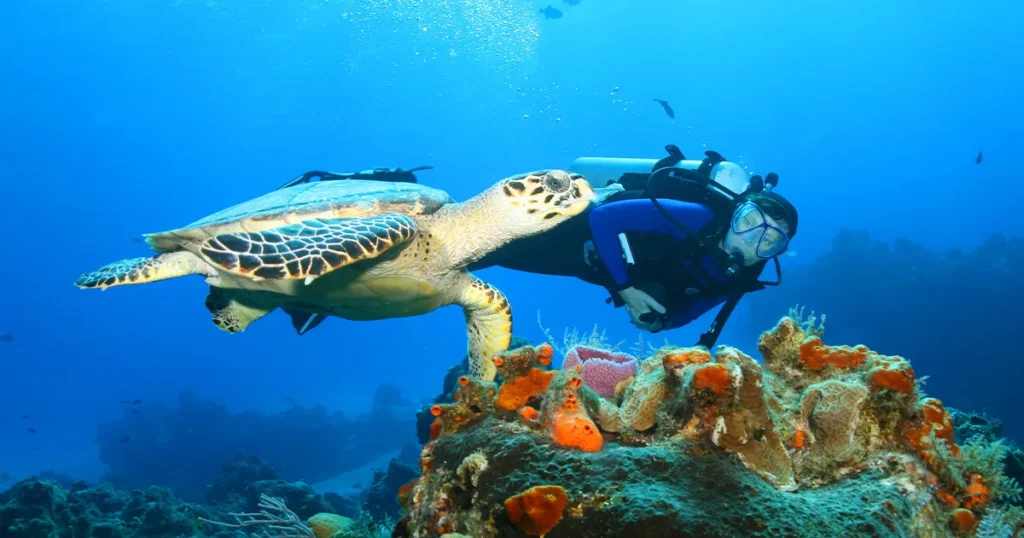 Hawksbill Turtle and charter guest from Motor Yacht Loon during a dive